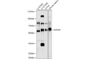 Western blot analysis of extracts of various cell lines, using MTPAP antibody (ABIN7268557) at 1:1000 dilution. (PAPD1 Antikörper  (AA 383-582))
