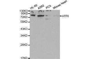Western blot analysis of extracts of various cell lines, using ATF6 antibody. (ATF6 Antikörper  (AA 1-190))