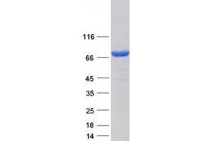 Validation with Western Blot (VPS9D1 Protein (Myc-DYKDDDDK Tag))