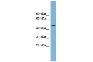 WB Suggested Anti-SERPINB1 Antibody Titration: 0. (SERPINB1 Antikörper  (Middle Region))