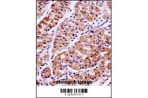 KLK15 Antibody immunohistochemistry analysis in formalin fixed and paraffin embedded human stomach tissue followed by peroxidase conjugation of the secondary antibody and DAB staining. (Kallikrein 15 Antikörper  (AA 78-106))