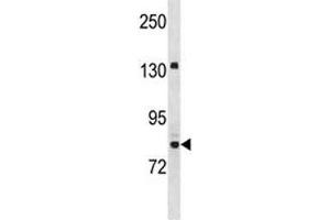 Western Blotting (WB) image for anti-Ubiquitin-Like with PHD and Ring Finger Domains 2, E3 Ubiquitin Protein Ligase (UHRF2) (AA 479-508) antibody (ABIN3029439)