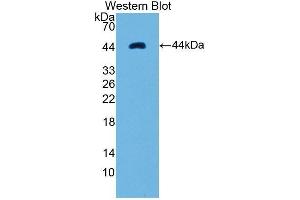 Western Blotting (WB) image for anti-Ribonuclease, RNase A Family, 1 (Pancreatic) (RNASE1) (AA 26-152) antibody (ABIN1860453) (RNASE1 Antikörper  (AA 26-152))