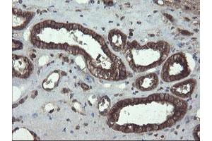 Image no. 1 for anti-Acyl-CoA Binding Domain Containing 3 (Acbd3) antibody (ABIN1498415) (ACBD3 Antikörper)
