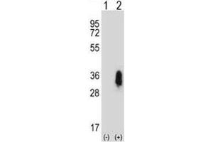 Western blot analysis of CD27 antibody and 293 cell lysate either nontransfected (Lane 1) or transiently transfected (2) with the CD27 gene. (CD27 Antikörper  (AA 196-225))