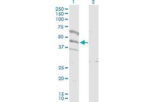 Western Blot analysis of SPATA5L1 expression in transfected 293T cell line by SPATA5L1 MaxPab polyclonal antibody. (SPATA5L1 Antikörper  (AA 1-426))