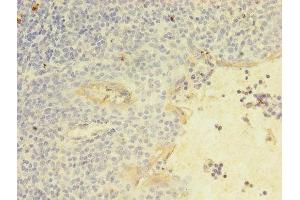 Immunohistochemistry of paraffin-embedded human tonsil tissue using ABIN7161641 at dilution of 1:100 (KLRC2 Antikörper  (AA 94-231))
