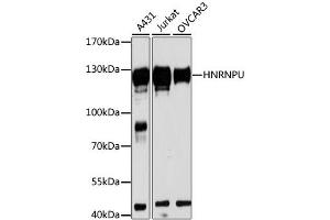 Western blot analysis of extracts of various cell lines, using HNRNPU antibody (ABIN1873068) at 1:3000 dilution. (HNRNPU Antikörper)