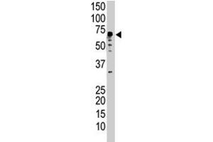 The UBQLN2 polyclonal antibody  is used in Western blot to detect UBQLN2 in HeLa cell lysate. (Ubiquilin 2 Antikörper  (N-Term))