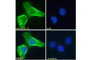 ABIN570800 Immunofluorescence analysis of paraformaldehyde fixed A431 cells, permeabilized with 0. (SLCO1B3 Antikörper  (Internal Region))