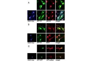 A, N2a cells cotransfected with  45V5 and GGA1 45myc or empty vector were immunostained for P (Alexa488, green), GGA1 (Cy5, blue), and the Golgi marker G (Cy3, red). (GGA1 Antikörper  (N-Term))