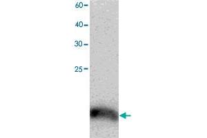 Western blot analysis in TCEB2 recombinant protein with TCEB2 monoclonal antibody, clone 9y74  at 1 : 1000 dilution. (TCEB2 Antikörper)
