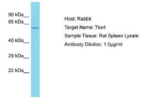 Host: Rabbit  Target Name: Tbx4  Sample Tissue: Rat Spleen lysates  Antibody Dilution: 1. (TBX4 Antikörper  (N-Term))