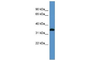 WB Suggested Anti-Atp1b2 Antibody Titration:  0. (ATP1B2 Antikörper  (N-Term))
