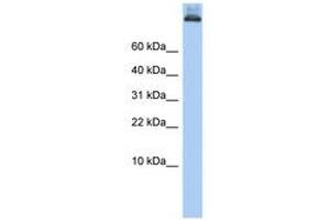Image no. 1 for anti-Coatomer Protein Complex, Subunit alpha (COPA) (AA 396-445) antibody (ABIN6743601)