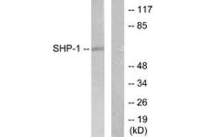 Western blot analysis of extracts from NIH-3T3 cells, using SHP-1 (Ab-536) Antibody. (SHP1 Antikörper  (AA 502-551))