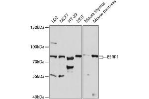 Western blot analysis of extracts of various cell lines, using ESRP1 antibody (ABIN7266998) at 1:1000 dilution. (ESRP1 Antikörper  (AA 1-220))