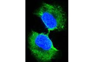 Immunofluorescence (IF) image for anti-Glutathione S-Transferase pi 1 (GSTP1) antibody (ABIN1724656)