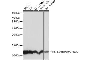 Western blot analysis of extracts of various cell lines, using HSPE1/HSP10/HSPE1/HSP10/CPN10 Rabbit mAb (ABIN7267567) at 1:1000 dilution. (HSPE1 Antikörper)