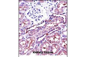 NSA Antibody (C-term) 13772b immunohistochemistry analysis in formalin fixed and paraffin embedded human kidney tissue followed by peroxidase conjugation of the secondary antibody and DAB staining. (NAPSA Antikörper  (C-Term))