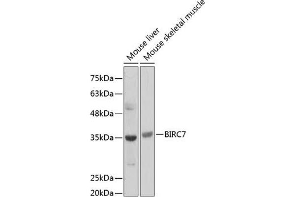 BIRC7 anticorps  (AA 1-265)
