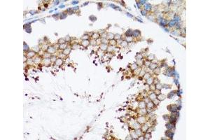 Immunohistochemistry of paraffin-embedded Mouse testis using HYOU1 Polyclonal Antibody at dilution of 1:100 (40x lens). (HYOU1 Antikörper)