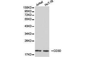 Western Blotting (WB) image for anti-CD3d Molecule, delta (CD3-TCR Complex) (CD3D) antibody (ABIN1871625) (CD3D Antikörper)