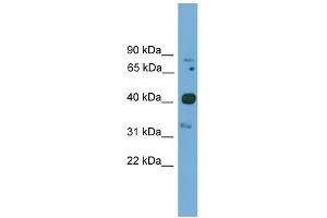 WB Suggested Anti-Foxq1 Antibody Titration:  0. (FOXQ1 Antikörper  (N-Term))