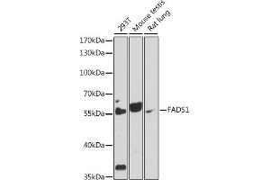Western blot analysis of extracts of various cell lines, using F antibody (ABIN7267156) at 1:1000 dilution. (FADS1 Antikörper  (AA 100-200))