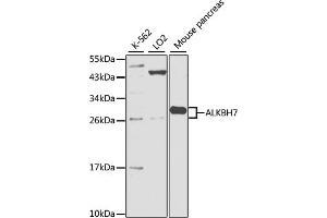 Western blot analysis of extracts of various cell lines, using  antibody (ABIN3016008, ABIN3016009, ABIN5664063 and ABIN6219493) at 1:1000 dilution. (ALKBH7 Antikörper  (AA 1-221))