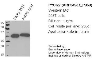 Image no. 1 for anti-Pyrroline-5-Carboxylate Reductase Family, Member 2 (PYCR2) (Middle Region) antibody (ABIN503605) (PYCR2 Antikörper  (Middle Region))