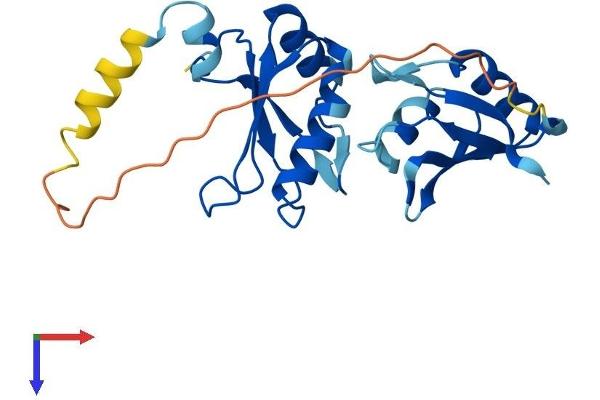SNRPB2 Protein (AA 1-225) (His tag)