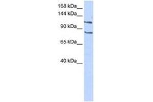 Image no. 1 for anti-CCAAT/enhancer Binding Protein (C/EBP), zeta (CEBPZ) (C-Term) antibody (ABIN6742792) (CEBPZ Antikörper  (C-Term))