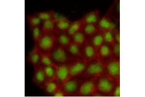 Immunofluorescence (IF) image for anti-Mitogen-Activated Protein Kinase 1 (MAPK1) (AA 1-360), (N-Term) antibody (ABIN492383) (ERK2 Antikörper  (N-Term))