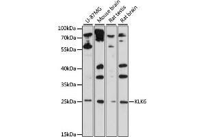 Western blot analysis of extracts of various cell lines, using KLK6 antibody (ABIN6133786, ABIN6142957, ABIN6142959 and ABIN6215531) at 1:1000 dilution. (Kallikrein 6 Antikörper  (C-Term))