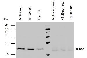 Western blotting analysis of human H-Ras using mouse monoclonal antibody H-Ras-03 on lysates of various cell lines under reducing and non-reducing conditions. (HRAS Antikörper)