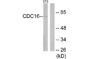 Western blot analysis of extracts from NIH-3T3 cells, using APC6 antibody. (CDC16 Antikörper)