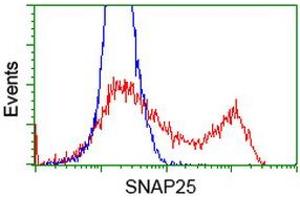 Image no. 3 for anti-Synaptosomal-Associated Protein, 25kDa (SNAP25) antibody (ABIN1501019) (SNAP25 Antikörper)