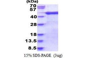 SDS-PAGE (SDS) image for ADP-Ribosylation Factor Interacting Protein 1 (ARFIP1) (AA 1-341) protein (His tag) (ABIN5853891)