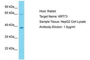 Image no. 1 for anti-Keratin 73 (KRT73) (C-Term) antibody (ABIN6750576) (KRT73 Antikörper  (C-Term))