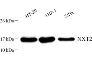 Western blot analysis of NXT2 (ABIN7074902) at dilution of 1: 500 (NXT2 Antikörper)