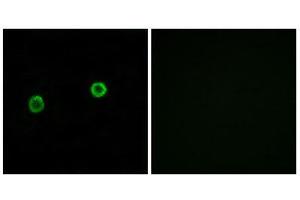 Immunofluorescence (IF) image for anti-Acyl-CoA Thioesterase 4 (ACOT4) (C-Term) antibody (ABIN1850684) (ACOT4 Antikörper  (C-Term))
