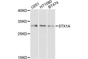 Western blot analysis of extracts of various cell lines, using STX1A antibody (ABIN1876774) at 1:1000 dilution. (STX1A Antikörper)