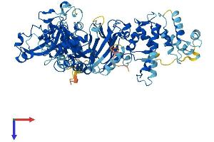 CAPN11 Protein (AA 1-714) (His tag)