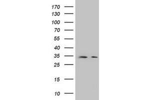 Image no. 1 for anti-Developmental Pluripotency Associated 2 (DPPA2) (AA 1-175) antibody (ABIN1490596) (DPPA2 Antikörper  (AA 1-175))
