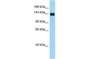 WB Suggested Anti-Aff4 Antibody Titration: 1.