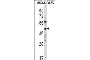 OR8K1 Antibody (C-term) (ABIN657918 and ABIN2846865) western blot analysis in MDA-M cell line lysates (35 μg/lane). (OR8K1 Antikörper  (C-Term))
