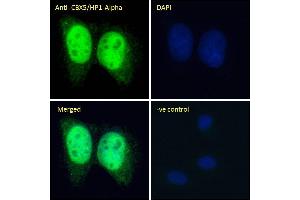 (ABIN185491) Immunofluorescence analysis of paraformaldehyde fixed U2OS cells, permeabilized with 0. (CBX5 Antikörper  (Internal Region))
