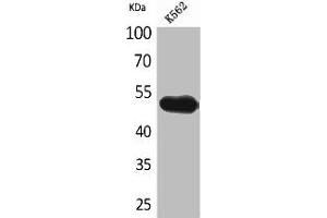 Western Blot analysis of K562 cells using CD328 Polyclonal Antibody (SIGLEC7 Antikörper  (Internal Region))