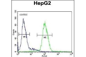 CP Antibody (N-term) (ABIN391512 and ABIN2841473) flow cytometric analysis of HepG2 cells (right histogram) compared to a negative control cell (left histogram). (Ceruloplasmin Antikörper  (N-Term))
